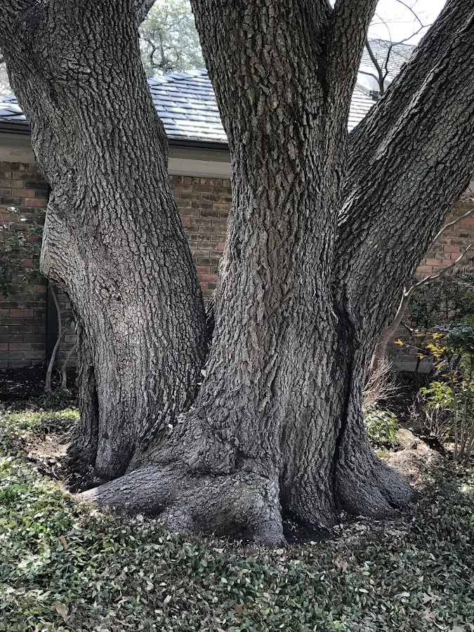 Mature heritage tree close to a Bakerstown property cared for by certified arborists